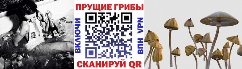 Купить где  Арамиль  Галлюциногенные грибы Magic Shrooms 